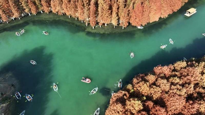  信任托付：青浦如何用行动书写对这片土地的承诺 新闻