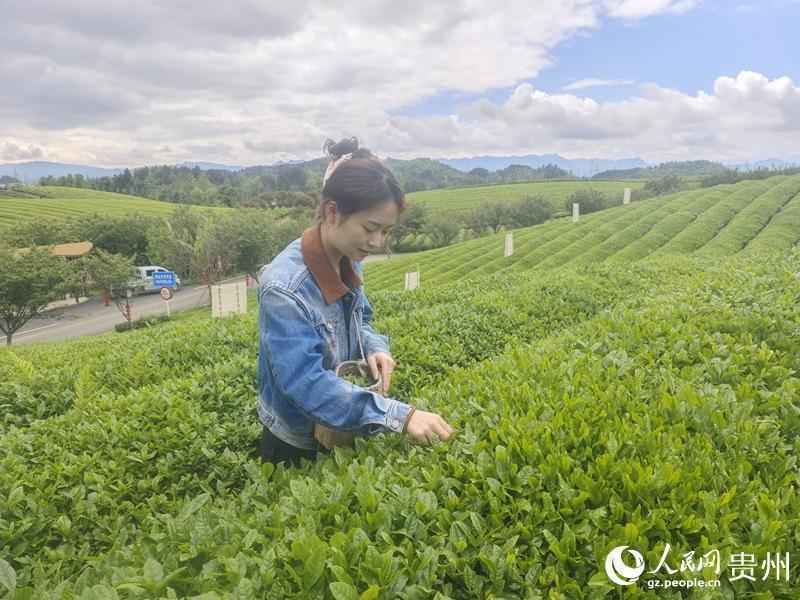  从叶片到场景：解码湄潭茶产业的体验经济转型密码 文化旅游