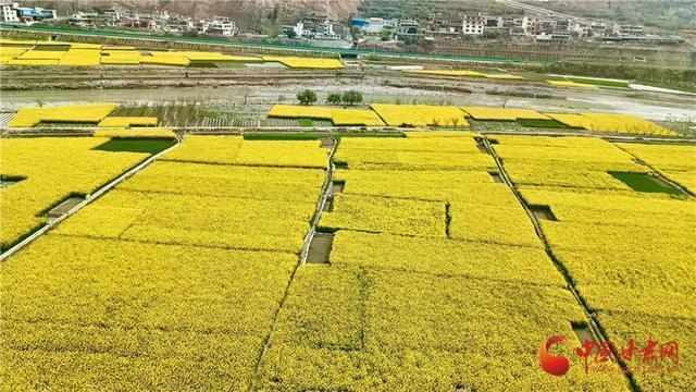  【技术解码】甘肃“花经济”产业链：数据背后的产业闭环逻辑 文化旅游