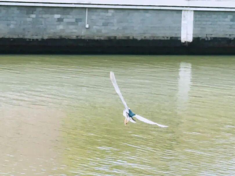  它们回家了！苏州河边的这场生命重逢，治愈了整座城市的焦虑 文化旅游